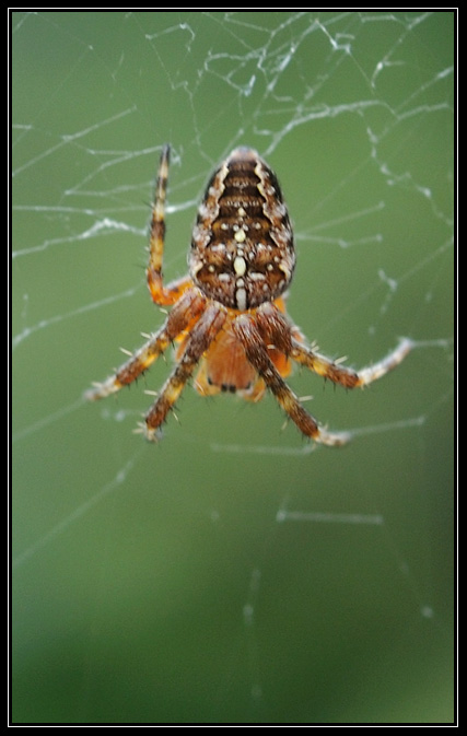 Araignée