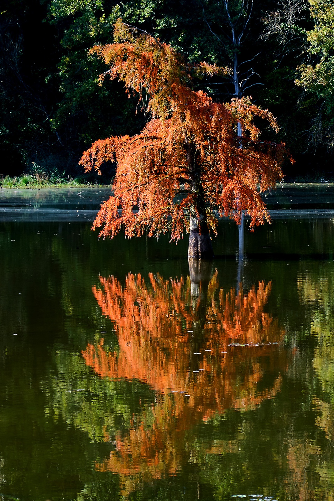 20200250