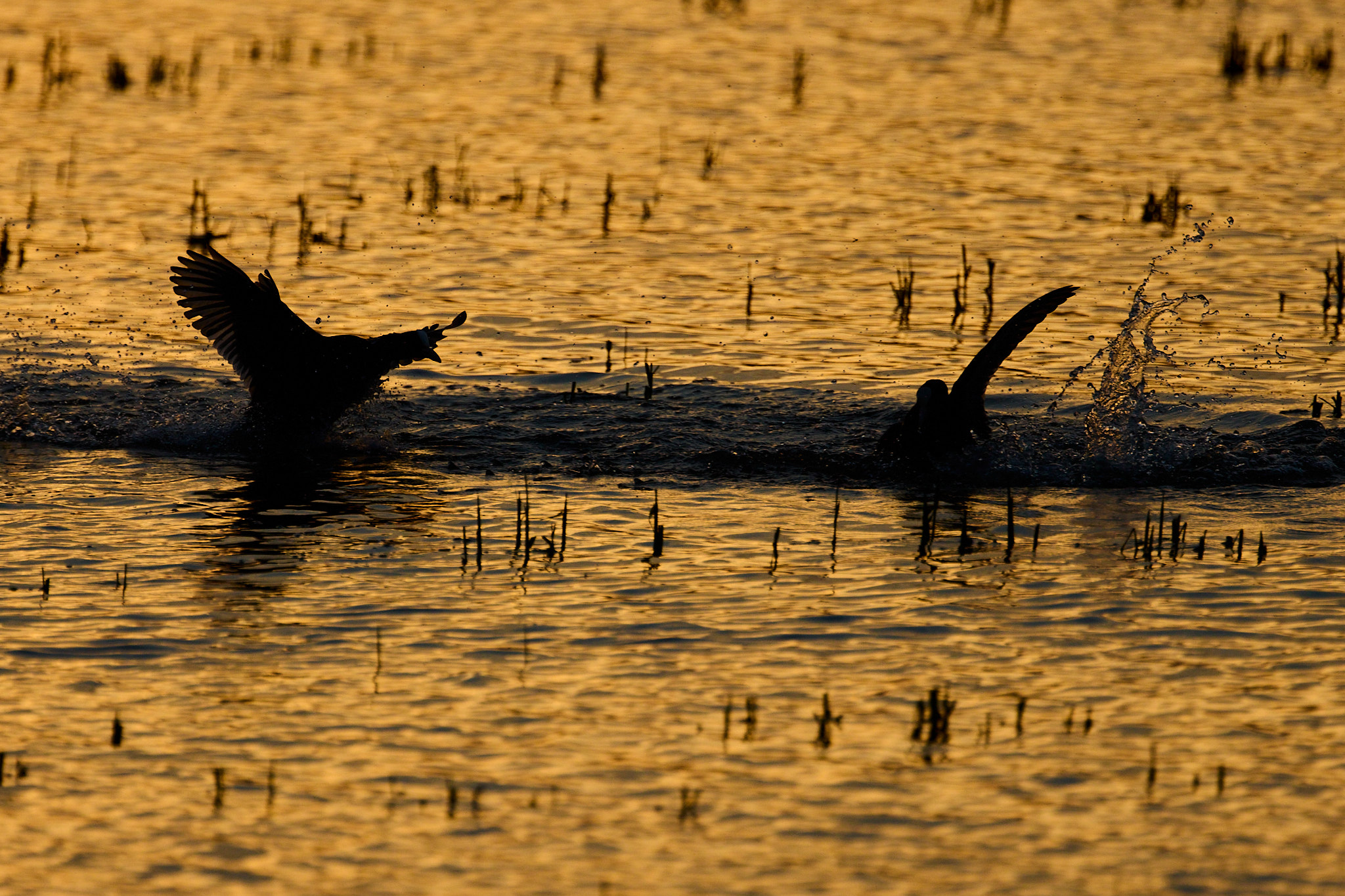  0260268