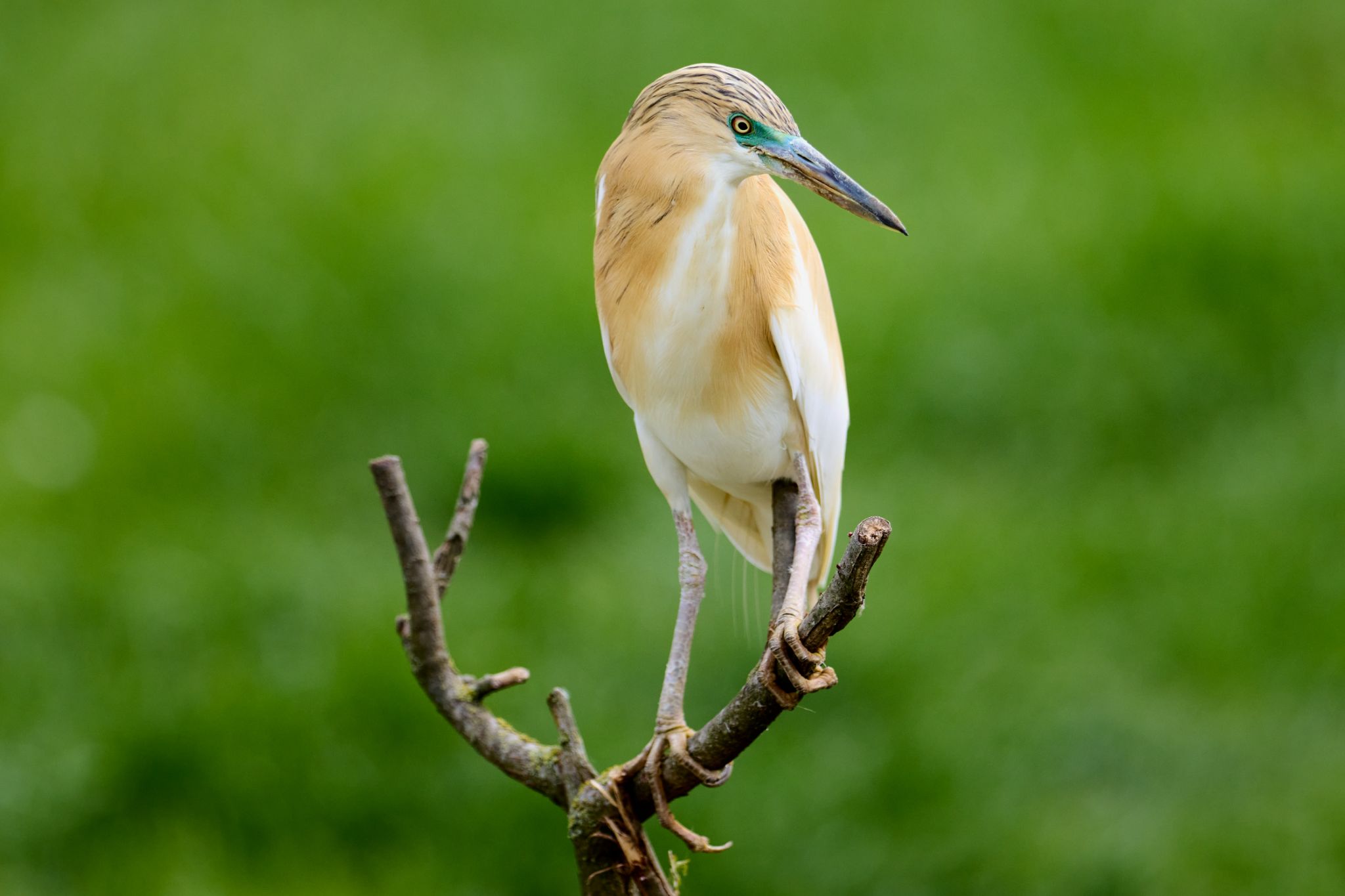Crabiers Chevelus
