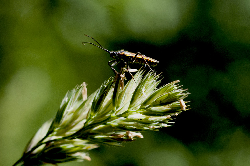 015_4235