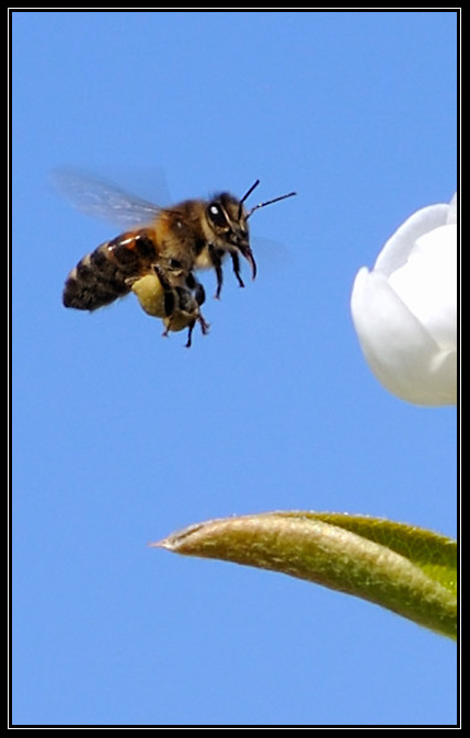 Abeille-avril_2009