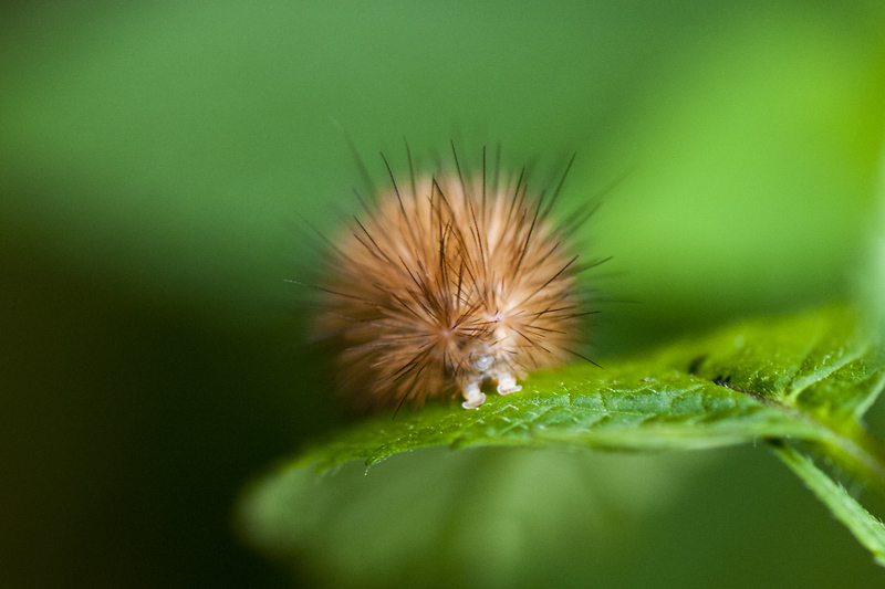 Chenille