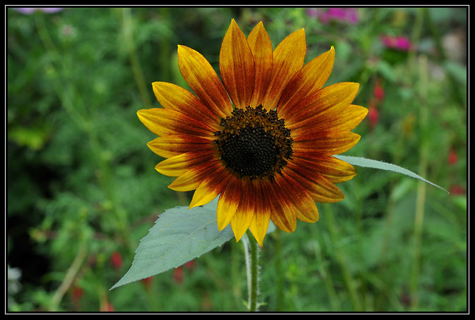 Tournesol