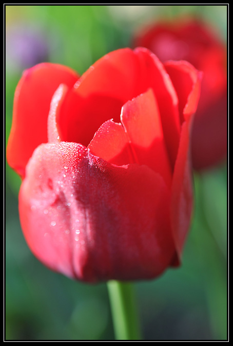 Tulipe