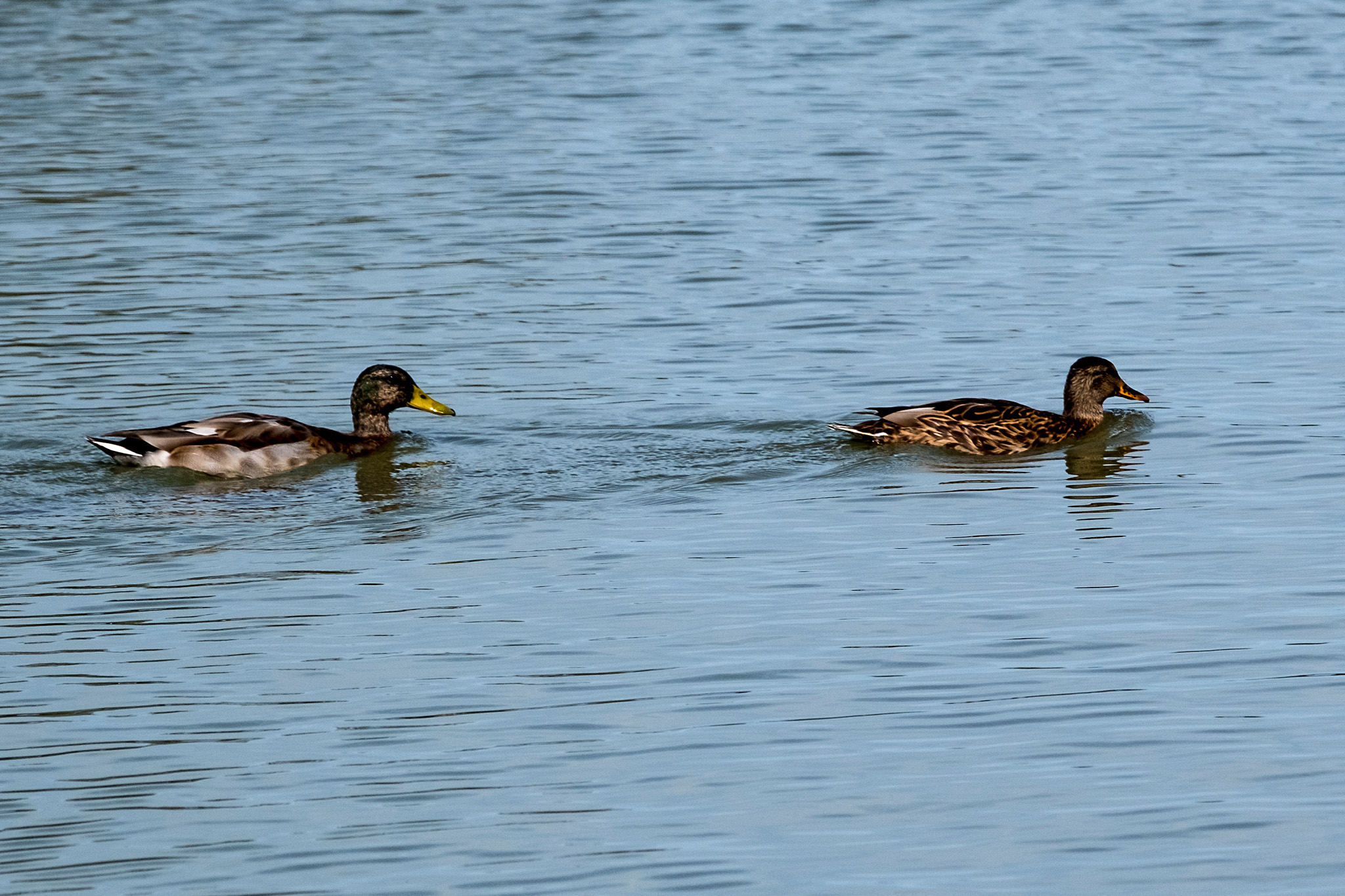 Canard
