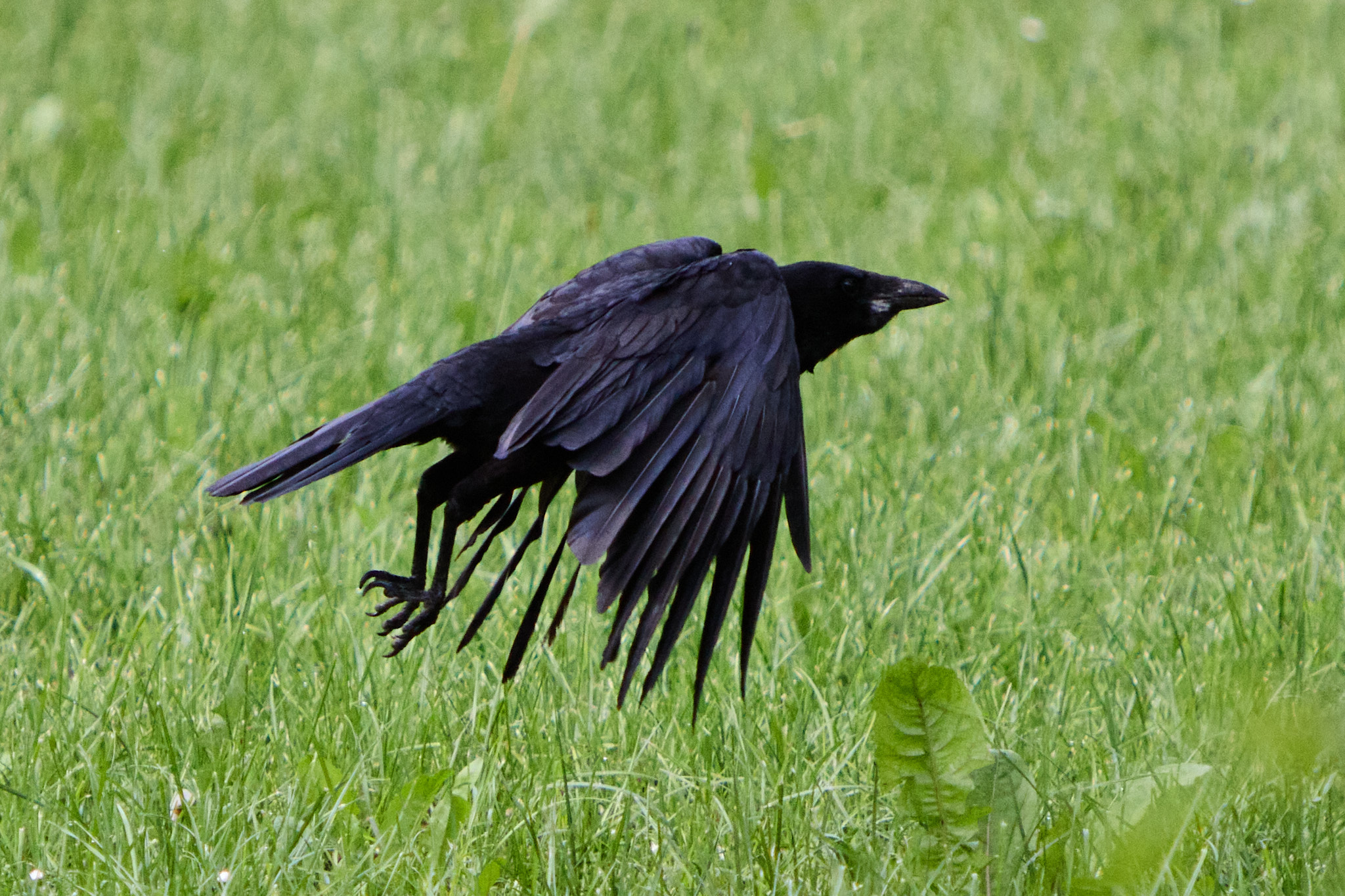 Corbeau