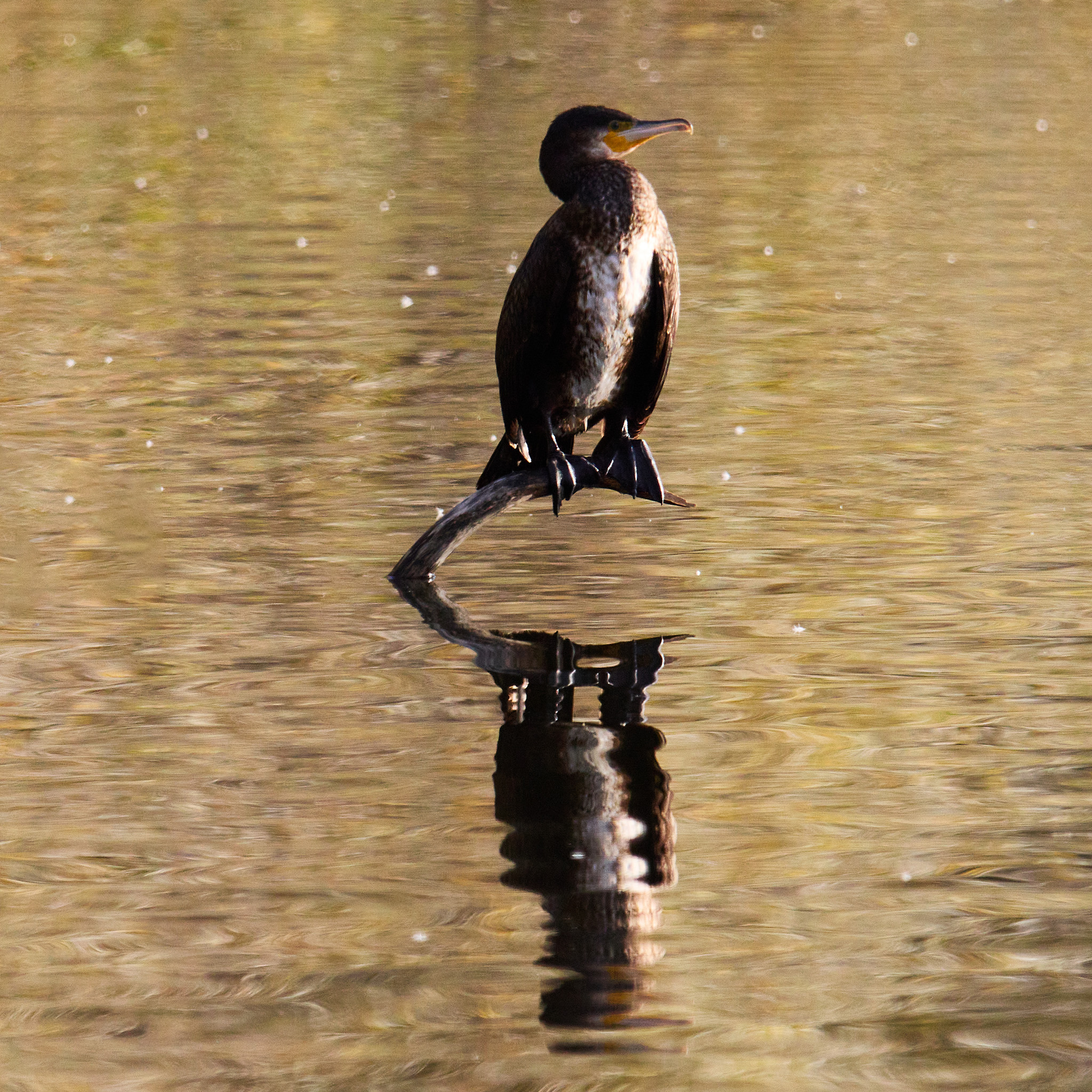 Cormoran