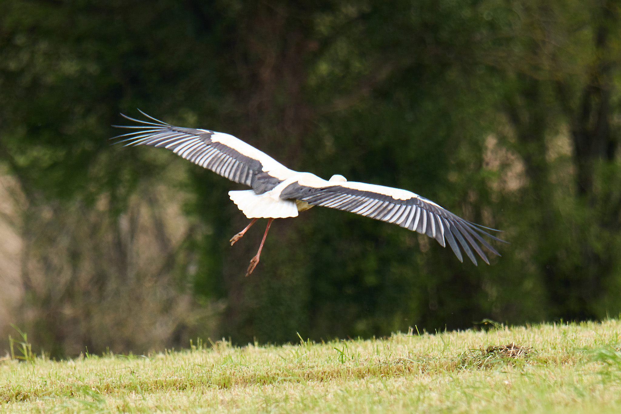 Cygogne