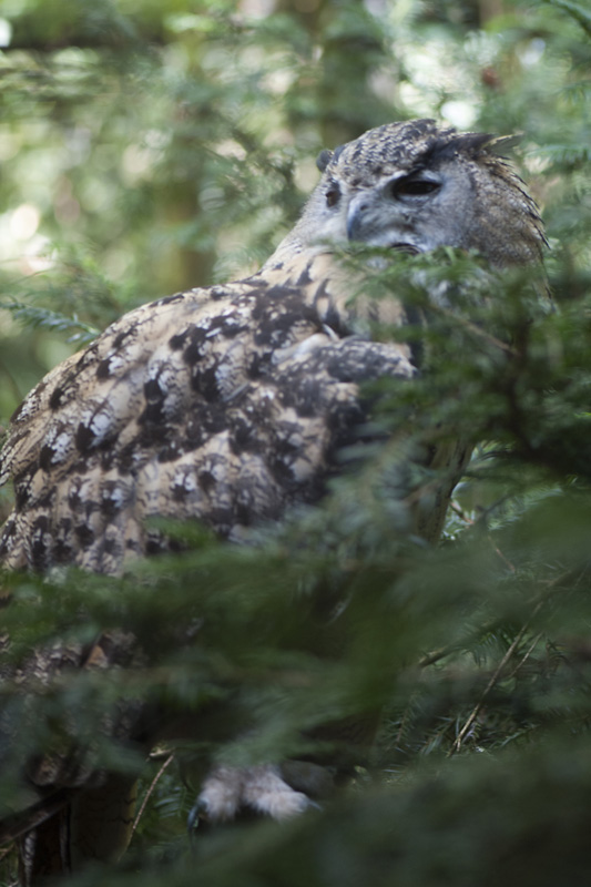 Hibou Chouette