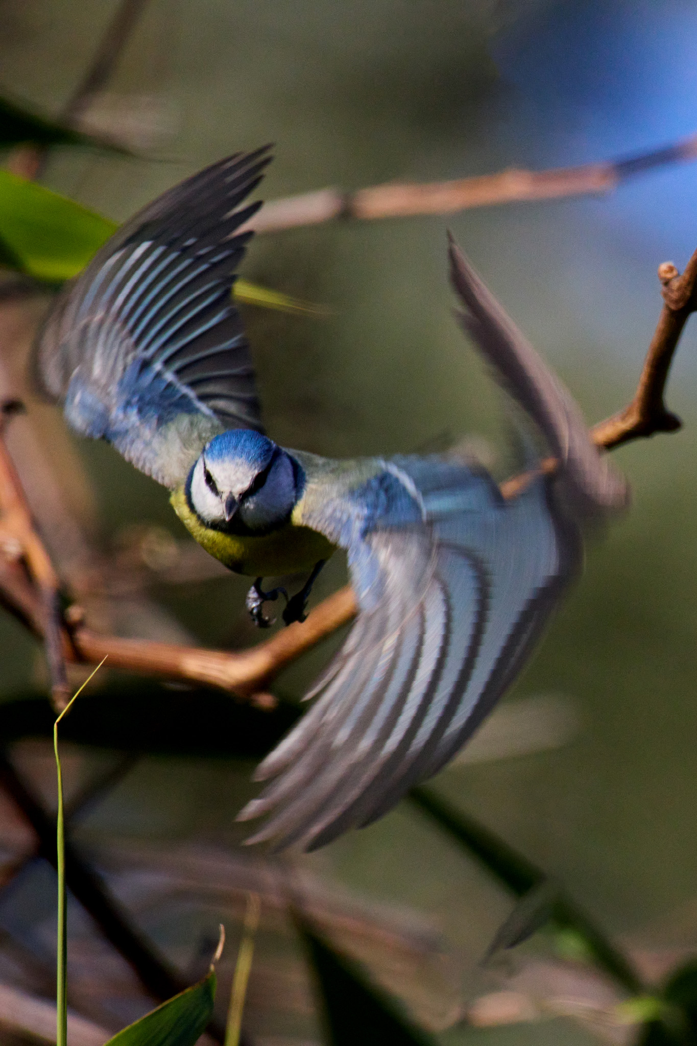 Mésange