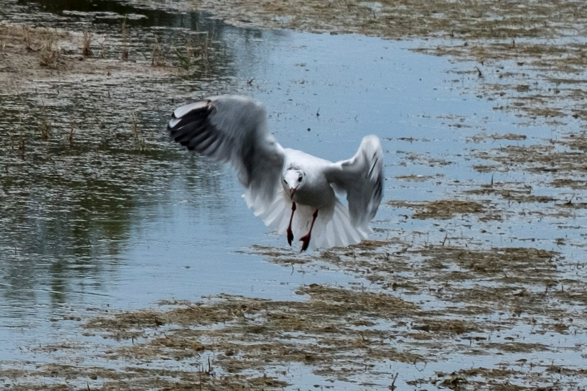  0196334