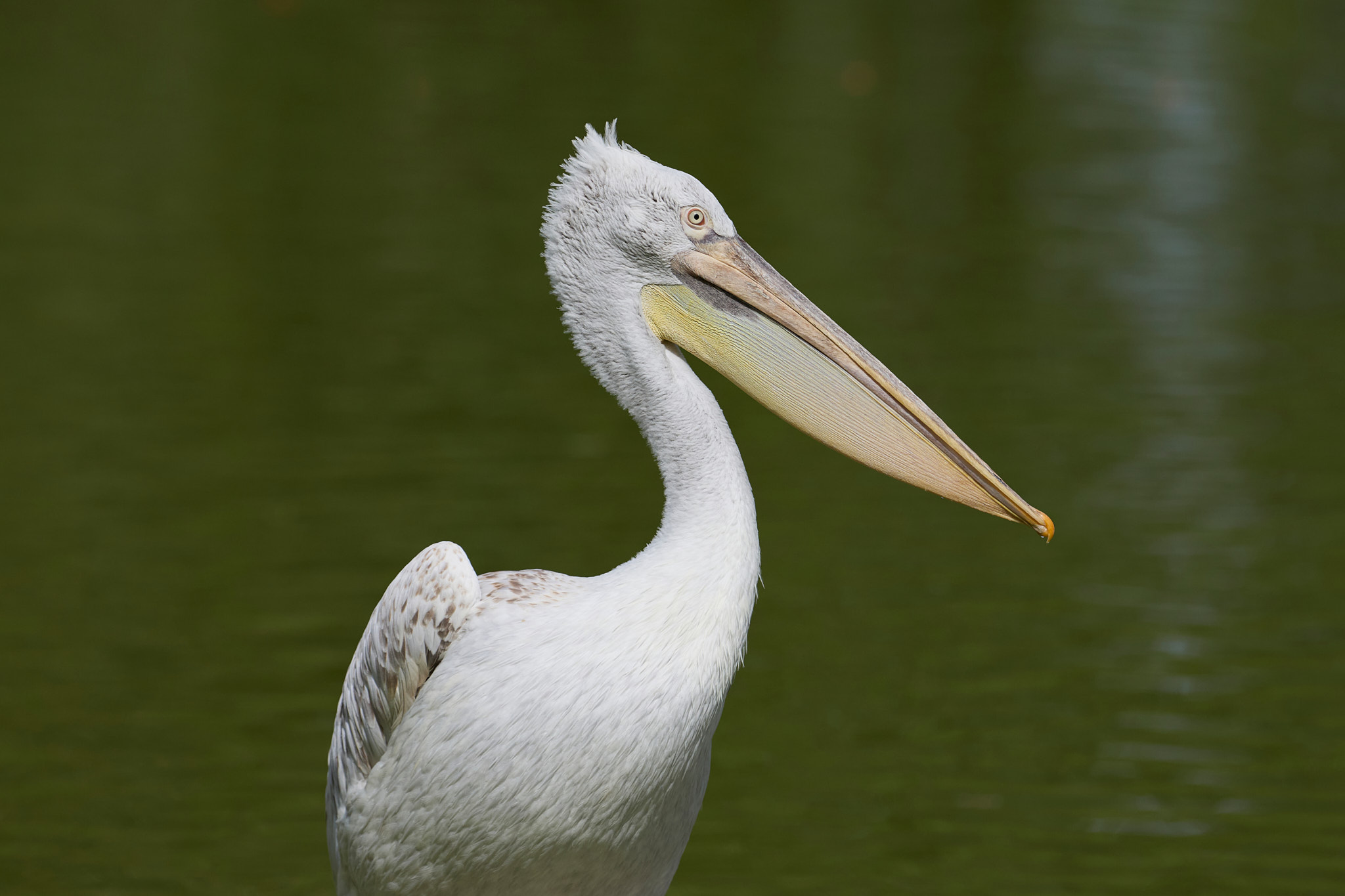 Parc Oiseaux